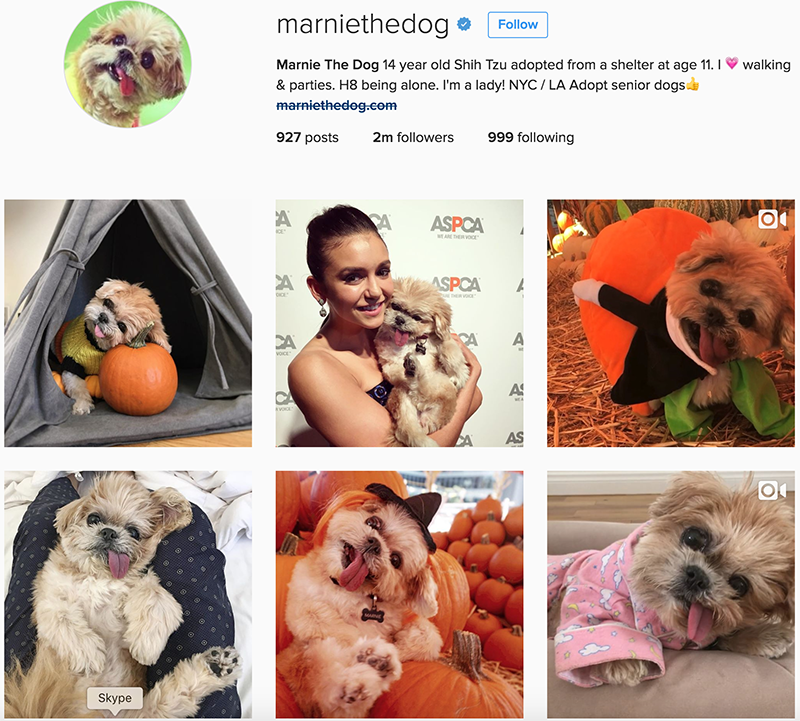 Marnie The Dog